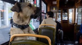 Avanture Boji - psa koji putuje kroz Istanbul javnim prevozom