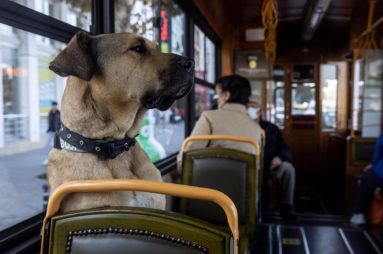 Avanture Boji - psa koji putuje kroz Istanbul javnim prevozom